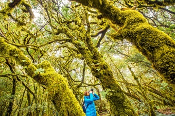 Tourist taking a picture of the trees in the park