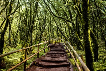 Un sentier traversant la forêt