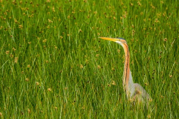 Garza púrpura