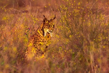 Lince iberica presso il Parco Nazionale di Doñana