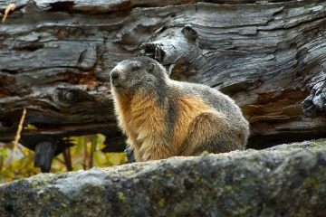 Fauna Parku Narodowego Aigüestortes i Estany de Sant Maurici