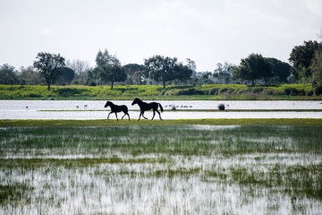 Caballos trotando en la rivera de las marismas