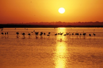 Fim de tarde sobre as marismas com a silhueta dos flamingos