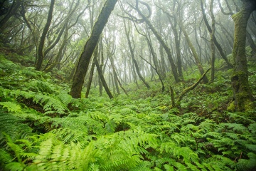 Bosco con nebbia