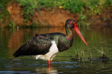 Ave no Parque Nacional de Monfragüe