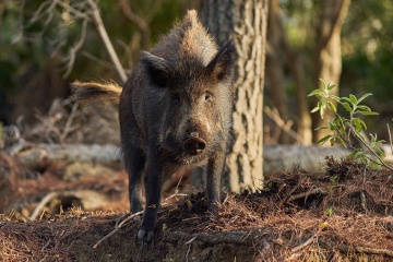 Wildschwein im Nationalpark Sierra de las Nieves, Málaga