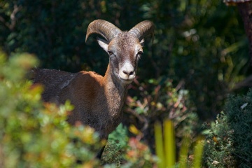 ニエベス山脈国立公園に生息する動物たち。マラガ