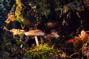 Cogumelo no Parque Nacional da Sierra de las Nieves, Málaga