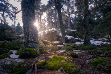 Las jodłowy w Parku Narodowym Sierra de las Nieves, Malaga