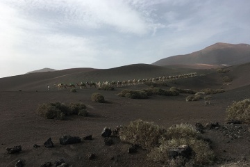 A group of camels