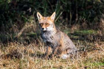 Un renard