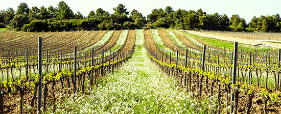 Champ de vignobles