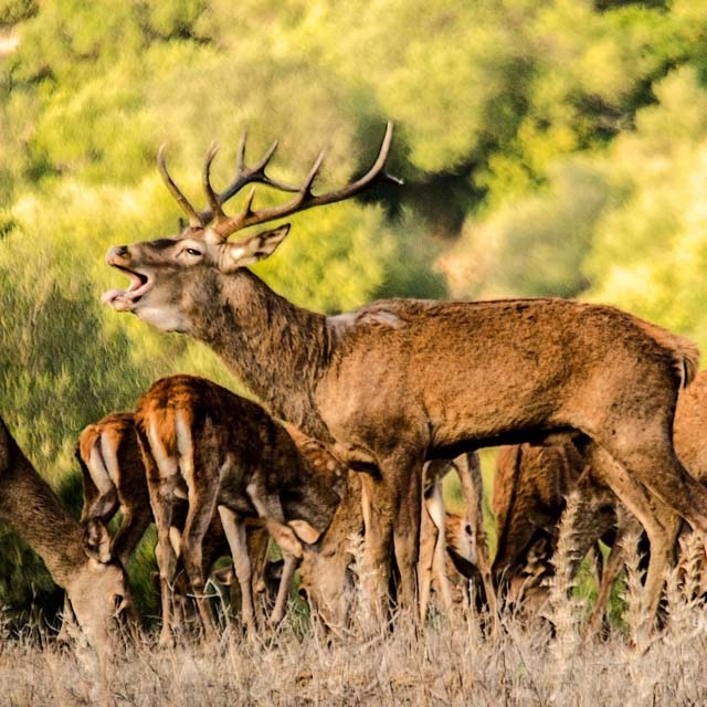 Hirschbrunft im Naturpark Los Alcornocales