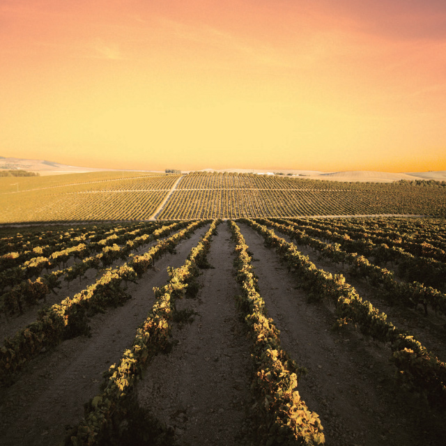 Grape harvest festival in Jerez