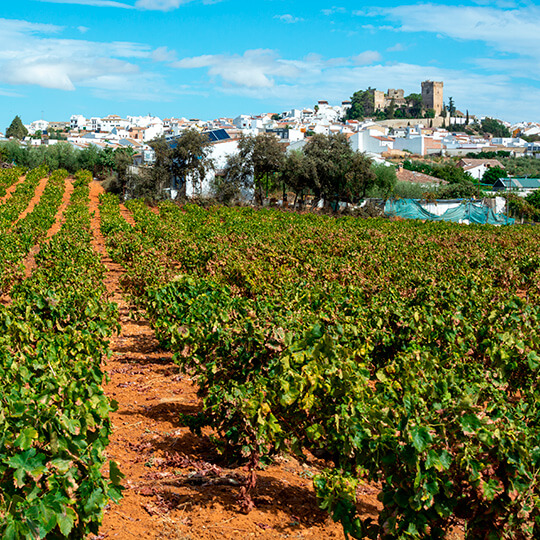 Weinberge mit Pedro Ximenez-Trauben in Montilla-Moriles, Andalusien