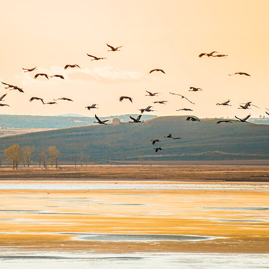 Grous na lagoa de Gallocanta, Aragón