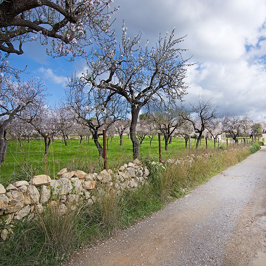 Amendoeiras em flor, Maiorca