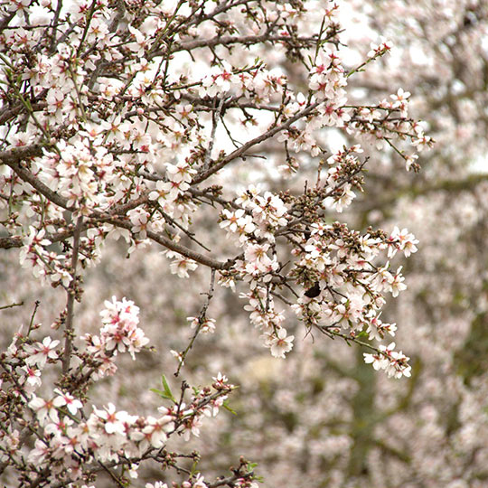 Particolare di mandorlo in fiore a Maiorca.