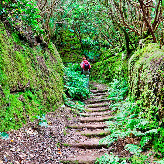 Bosque de laurissilva. Tenerife, Ilhas Canárias