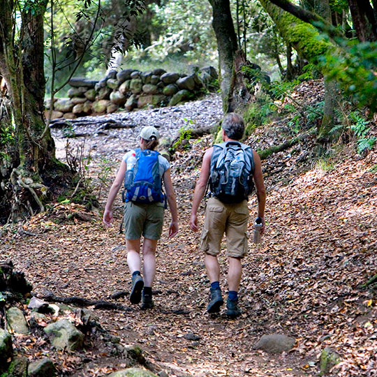 Piesze wycieczki w Bosque del Cedro. Park Narodowy Garajonay, La Gomera