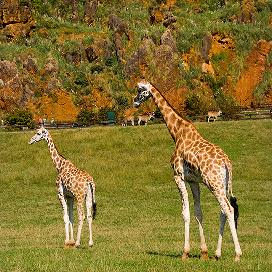 Giraffes in Cabárceno Natural Park