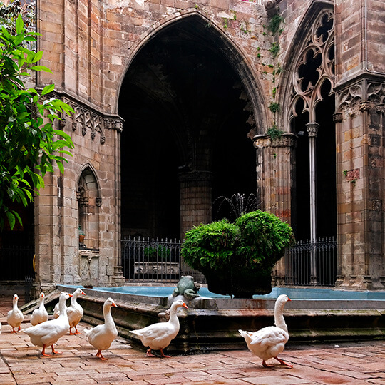 Ocas del Claustro de la Catedral de Barcelona