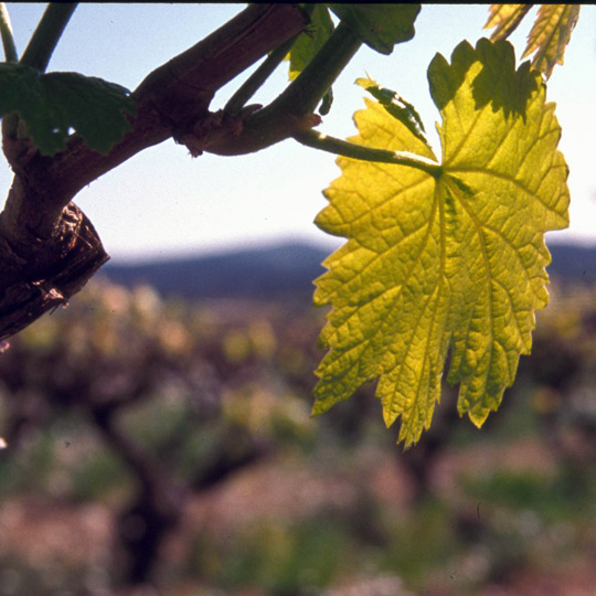 Blick auf die Weinberge der Weinstraße des Penedès