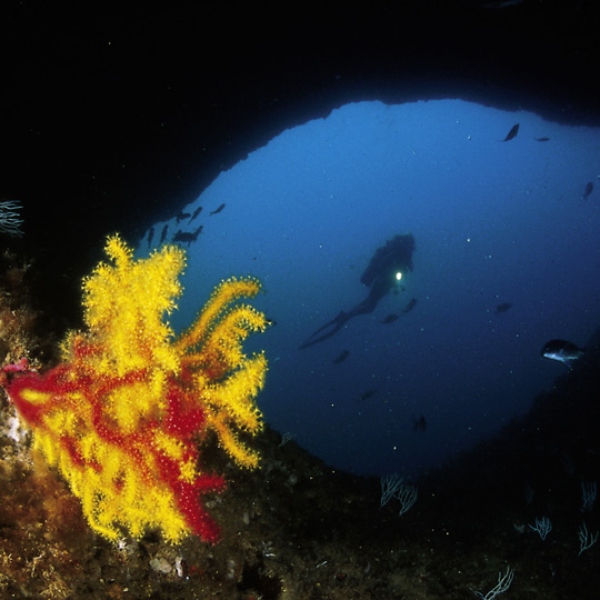 メダス諸島でのスキューバダイビング、カタルーニャ州ジローナ県。