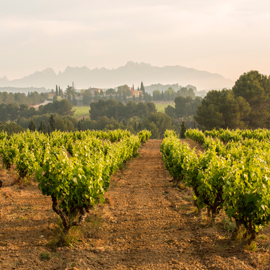 Vedute di un vigneto con la montagna di Montserrat sullo sfondo nella regione del Penedès, Barcellona