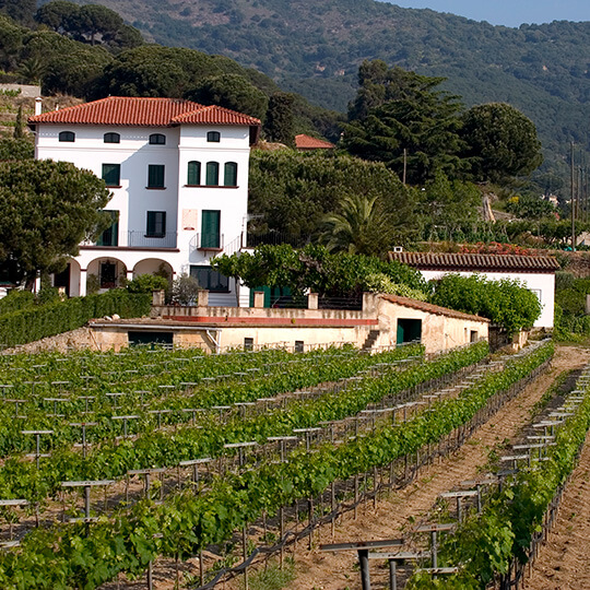 Weinberge in Alella, Katalonien