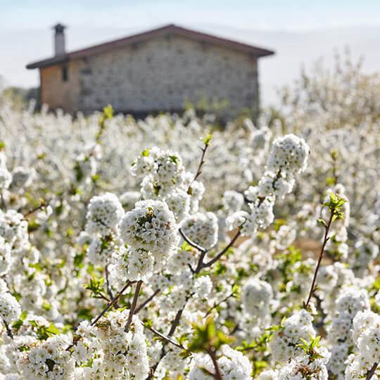 Cerisiers en fleurs dans la vallée du Jerte, Estrémadure