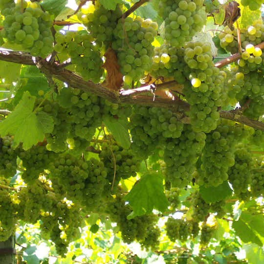  Albariño grapes