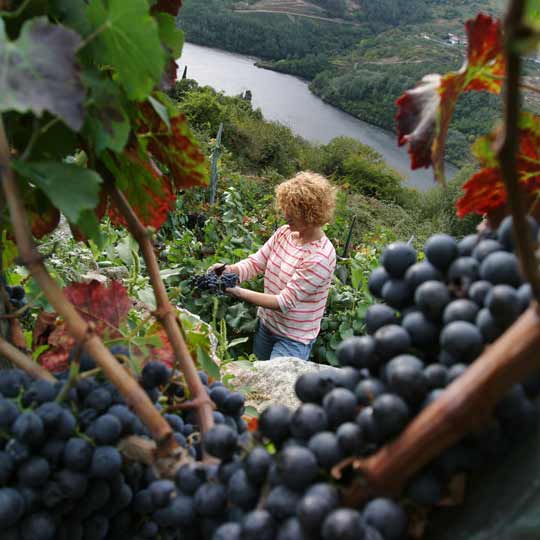 Weinlese in der Ribeira Sacra in Galicien 