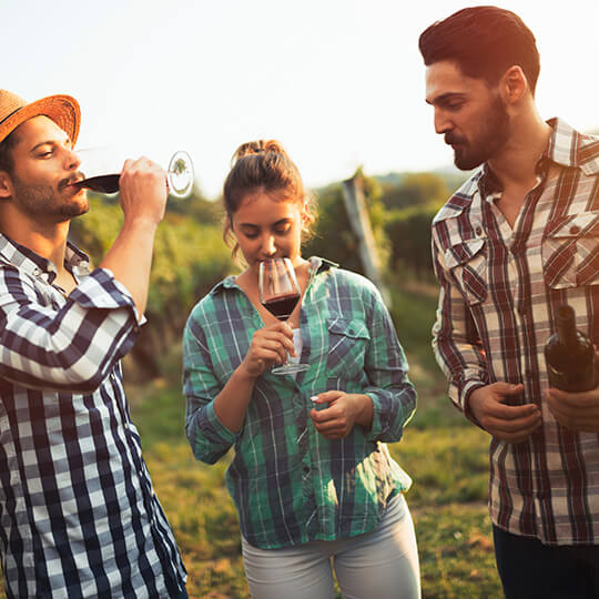 Cata de vinos entre viñedos