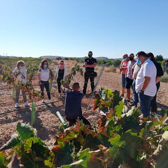 Visita ai vigneti dell'Itinerario enoturistico di Madrid