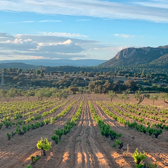 Vista dei vigneti dell'Itinerario enoturistico di Madrid