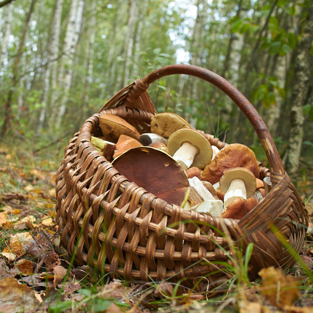 Mushroom picking