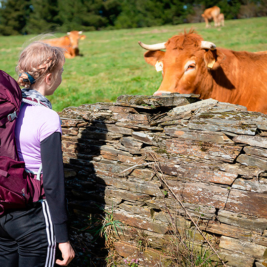 Backpacker girl with a cow