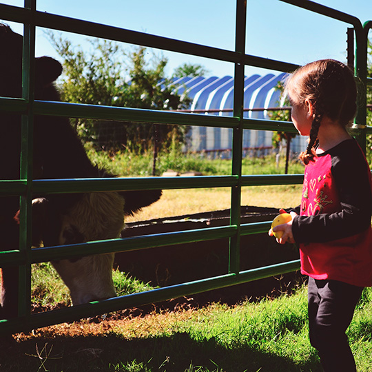 Girl with a cow. Agrotourism