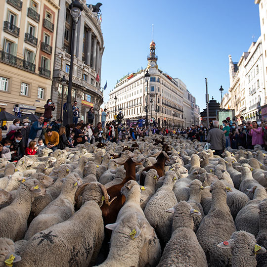 Transhumance in Madrid