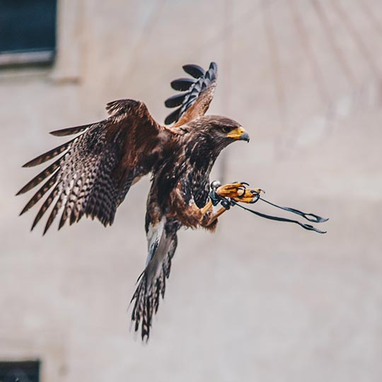 Águila apunto de posarse en el guante de un cetrero