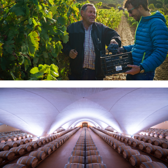 Sopra: Turisti durante la vendemmia nella zona della Baja Montaña, Navarra / Sotto: Dettaglio di cantina a Otazu, Navarra