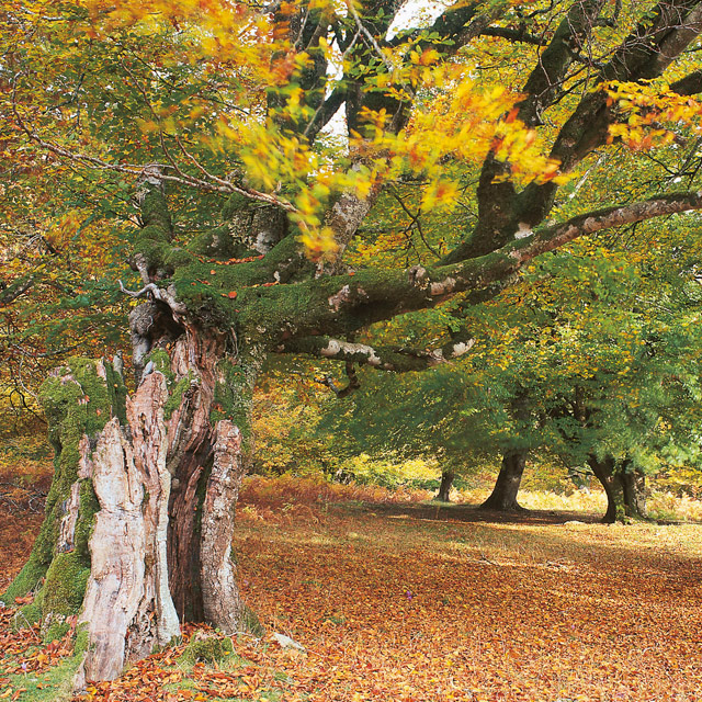 Bosque de Irati