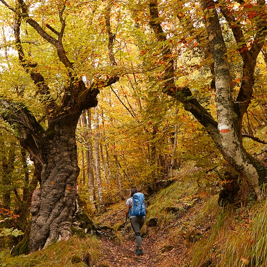 Un giovane cammina lungo l'itinerario di Gartxot nella Selva di Irati