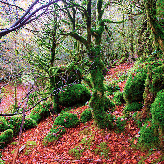 Wald von Irati, Navarra