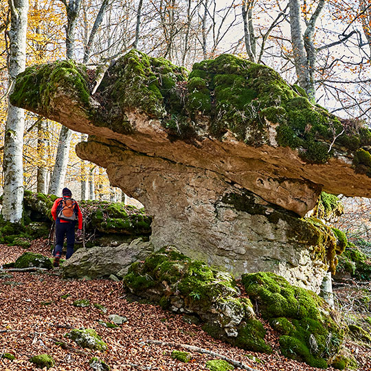 Bosco magico nel Parco naturale di Urbasa, Navarra