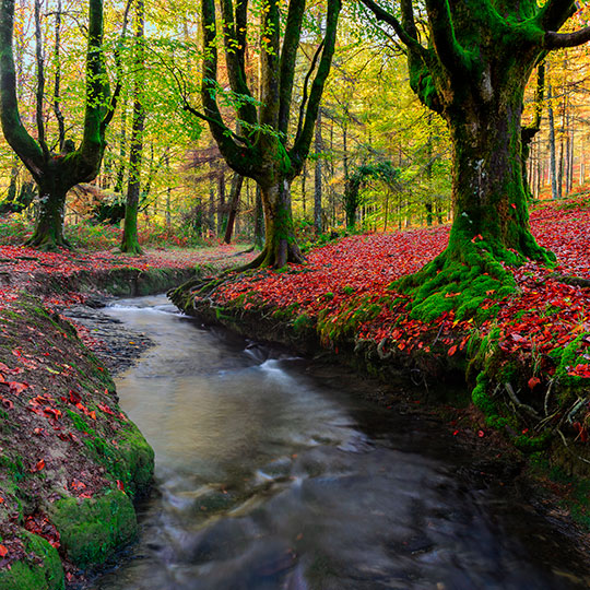 Faial de Otzarreta. Parque Natural Gorbea, País Basco