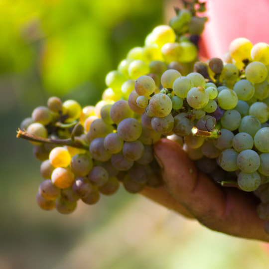 Uvas con las que se elabora el vino txakolí