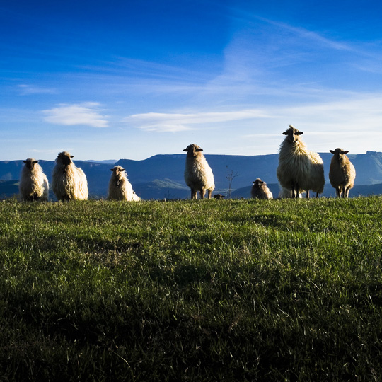 Ovelhas típicas do roteiro do vinho 