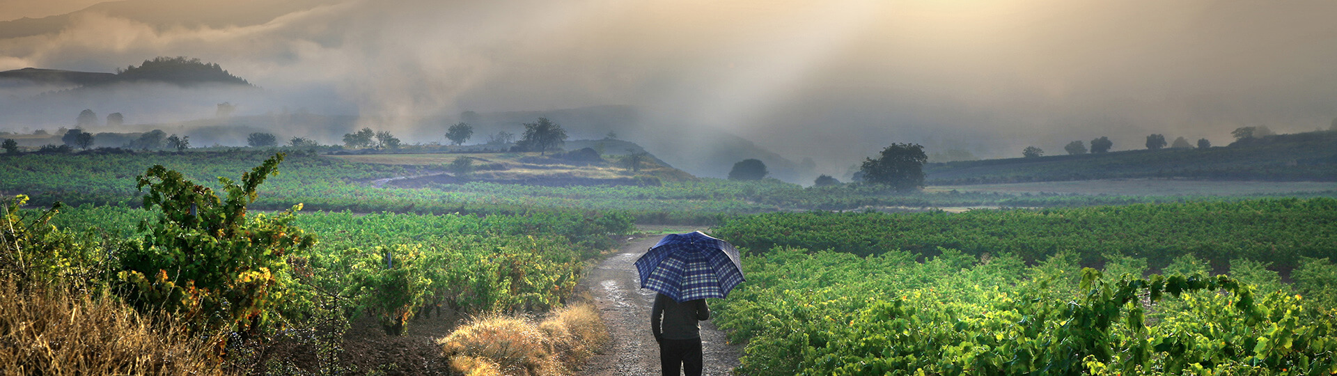 Vineyards in La Rioja